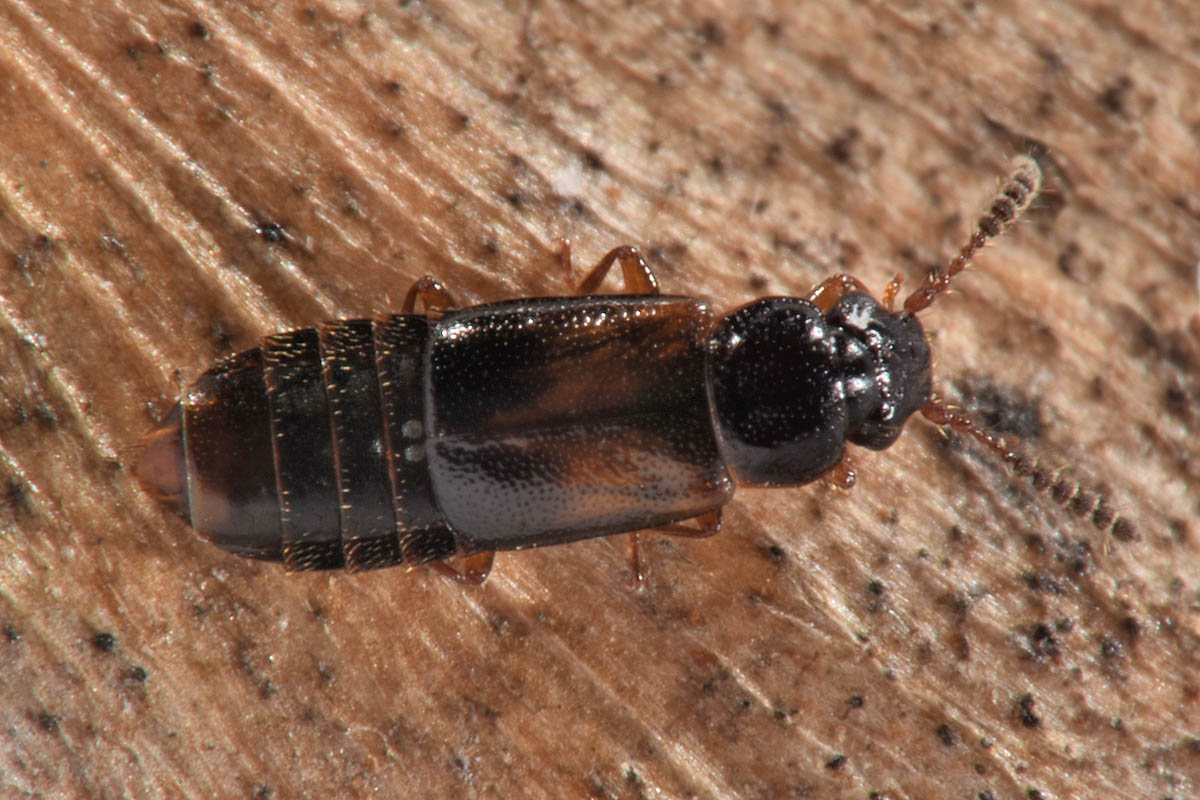 Staphylinidae: Paraphloeostiba sp? No, Xylostiba bosnica